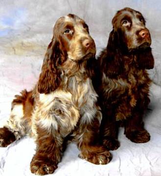 liver roan and tan cocker spaniels